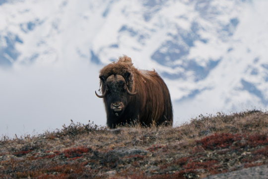 Ein gro&szlig;er B&uuml;ffel mit H&ouml;rnern steht auf einer Wiese